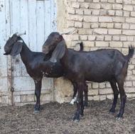بزدورگ پاکستانی آبستن سنگین