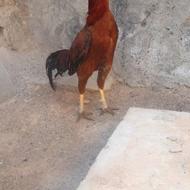 خروس جنگی لالی