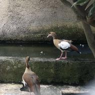 غاز مصری بالغ گرید A