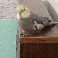 عروس هلندی خوب