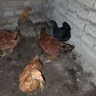 جوجه مرغ40روزه
