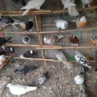 فروش کبوتر پرشی.. لاری.. سگ.. خروس