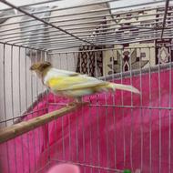قناری گلاستر کاکلی نر قرص خون