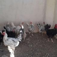 25 عدد مرغ گلین یکساله تخمگذار