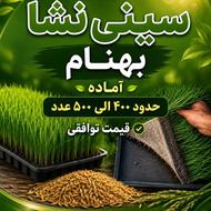 سینی نشا بهنام آماده