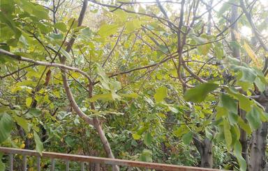 فروش باغ در روستای گردشگری و توریستی جارو