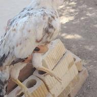 فروس جوجه 3 ماهه