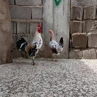خروس و مرغ گلین