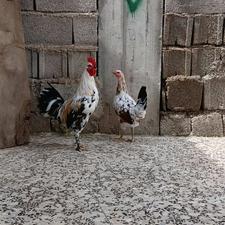 خروس و مرغ گلین