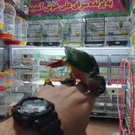 طوطی گرینچیک های مولد جوجه و سخنگو (پرنده سرای علی)