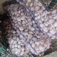 سیر بذری ساقه دار