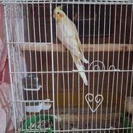 عروس هلندی ماده