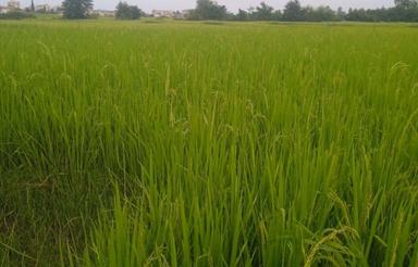 فروش‌ 1400 متر مزرعه