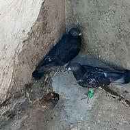 سلام این سبز گم شده هرکی گرفته ازش میخرمش