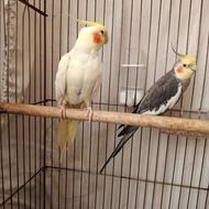 عروس هلندی نر و ماده