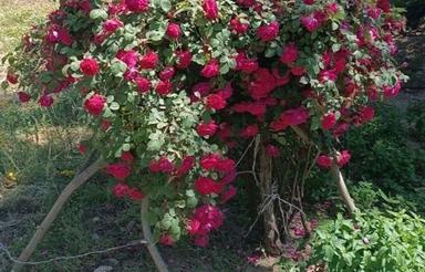 1700متر خام دارای جاده وبرق وآب سند ثبتی