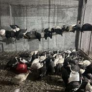 سیساک یا مرغ شاخ دار