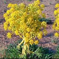 فروش آنغوزه