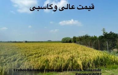 فروش 9000منر زمین زراعی محدوده جویبار