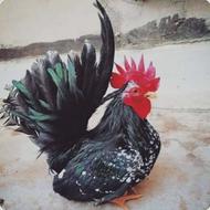 جوجه مرغ و خروس جاپنیز