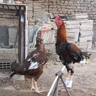 مرغ خروس لاری