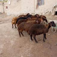 چهار راس بره نر