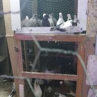 حدود200طوق کفتر پرشی مسابقه ای بعلت کمبود جا
