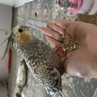 عروس هلندی گمشده