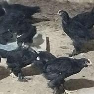 جوجه مرندی دو ماهه