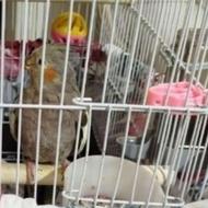 عروس هلندی ماده تخم گذار