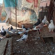 کبوتر طوقی بغدادی پاپر همه چی