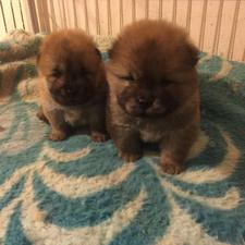 توله سگ چاو چاو Chow Chow