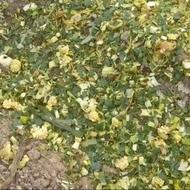 ذرت علوفه ای بسته بندی 30 کیلویی