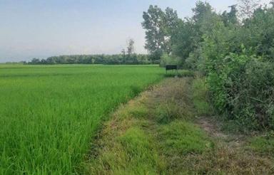 فروش زمین کشاورزی 2180 متر در جاده کیاشهر