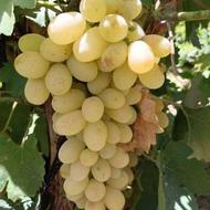انگور عسگری بومی(برخوار)