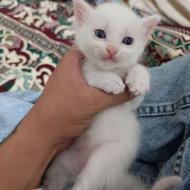 بچه گربه ناز