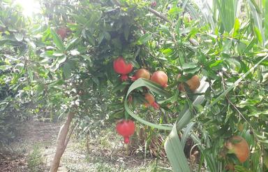 510 متر باغ درجه یک با لویشن عالی