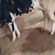 گاو 1بارشیرده