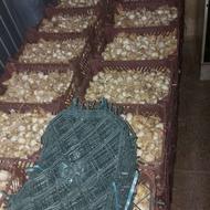 سیرخشک سیر سفید سیر ارگانیک سیرسنتی