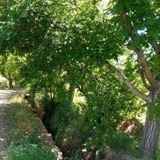 1464 متر باغ انگور باسندرسمی تک برگ