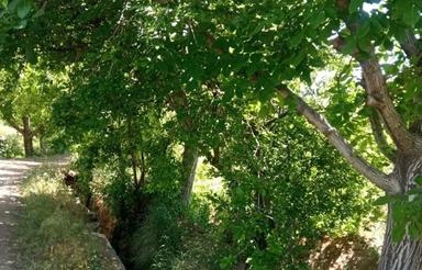 1464 متر باغ انگور باسندرسمی تک برگ