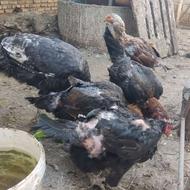 تعدادی مرغ لاری نسل هزار