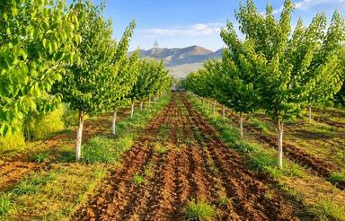5000 متر باغ و زمین