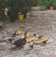 جوجه اردک خارجی 15 روزه با مادر