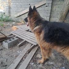 سگ ژرمن اصیل