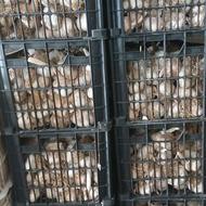 سیر محلی خشک 400 کیلو موجوده درشت
