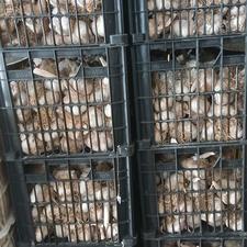 سیر محلی خشک 400 کیلو موجوده درشت