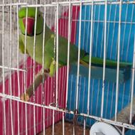 فروش طوطی نر