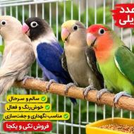 4 عدد طوطی برزیلی (لاوبرد) سالم و سرحال