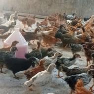 فروش جوجه مرغ و خروس نژاد گلپایگانی